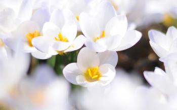 Download Free Modern Awesome White Flowers The Wallpapers ...