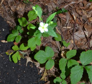 What is this weed? If has small white flowers now, maybe that will ...