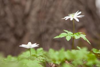 White Flowers in the Forest