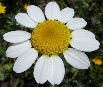 White Fresh Flower