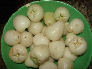Polynesian Produce Stand : LIVE Seedling RARE WHITE FRUIT Mountain ...