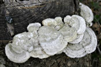 White fungus