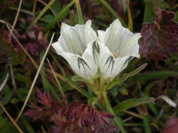 Arctic Gentian | fizzynotions