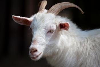 White Goat Free Stock Photo - Public Domain Pictures