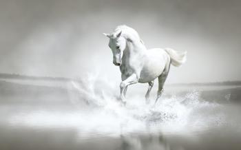 WHITE HORSE YOGA — VIMANA YOGA