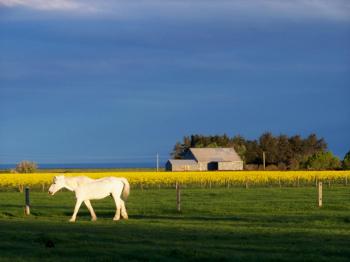 White Horse and Old Tin shed
