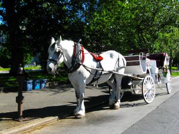 White horse carriage