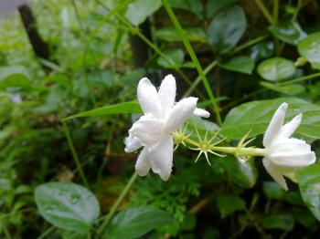White jasmine flower with water drops