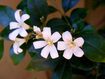 White Jasmine flower