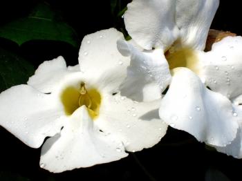 White jungle flower