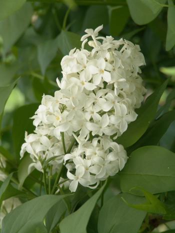 Angel White Lilac - Monrovia - Angel White Lilac