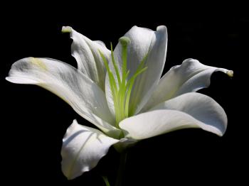 lily flower - Google Search | LILY FLOWER | Pinterest | White lily ...