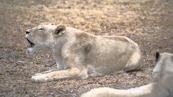 Roaring white lioness - YouTube