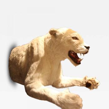 White Lioness Taxidermy
