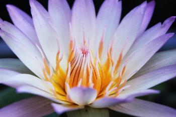 White lotus