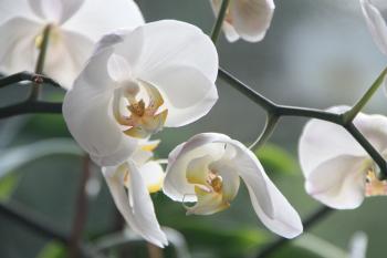 White Moth Orchids