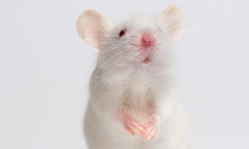 white mouse - Google Search | VRI Mice | Pinterest | Mice and ...