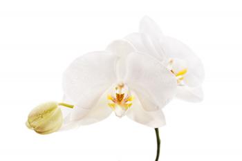 White Orchid closeup on a white background - Manners Mentor