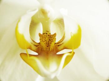 White orchid closeup