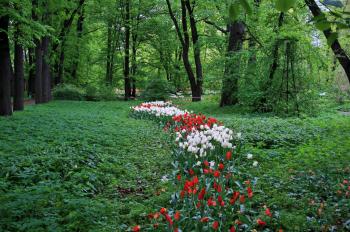 Flower Parks Red Flowers Garden Forest Tulips Park Gardens Botanical ...