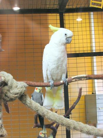 White Parrot