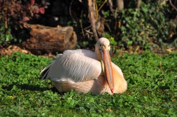 White Pelican Resting on Green Plants