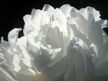 White Petal Flower