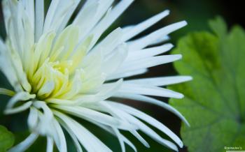 White Flowers with Thin Petals ❤ 4K HD Desktop Wallpaper for 4K ...