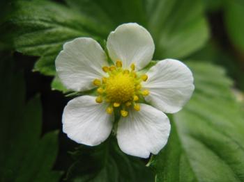White Flower 5 Petals Choice Image - Flower Decoration Ideas