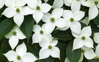 White Petal Flowers Gallery - Flower Decoration Ideas