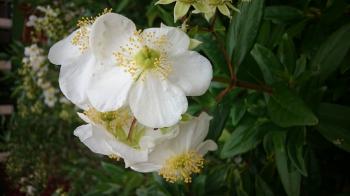 Structure of Different Flower Types (BioE80 Spr2015) – Microcosmos