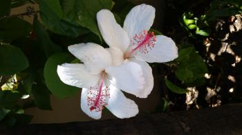 White Pink Flower