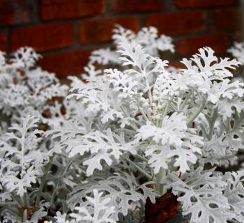 flores del sol: flower id: dusty miller