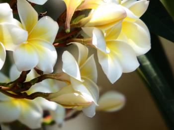 White Plumaria Flowers