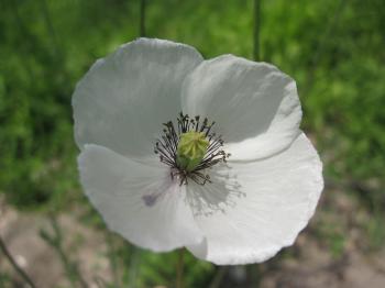 White poppy flower