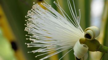 Plant Collections | Phipps Conservatory and Botanical Gardens ...