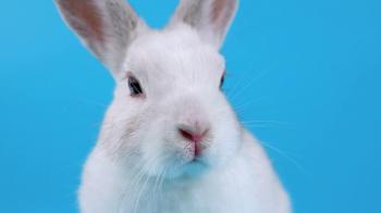 Close-up face of a white rabbit, looking around and sniffing, on ...