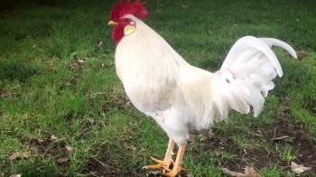 White Leghorn Rooster Eating In Wild. - YouTube