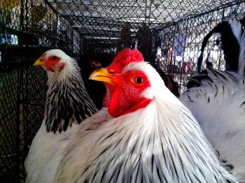 Free picture: white, rooster, chicken