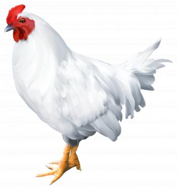 White Rooster PNG Clip Art Image | Gallery Yopriceville - High ...
