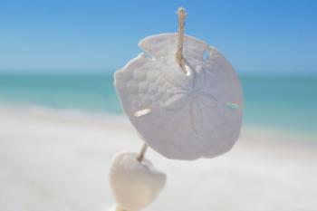 White Sand Dollars Pierced by Stick Selective-focus Photography With Beach on Background at Daytime