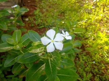 White Savam Nari Flower