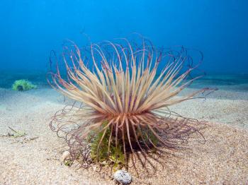 Underwater photography of white sea creature with vines HD wallpaper ...