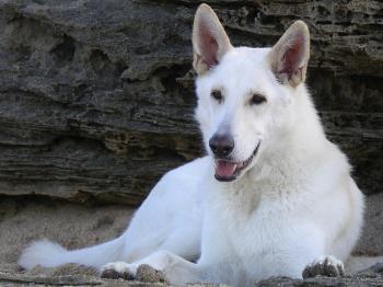 Lying White Shepherd dogs photo and wallpaper. Beautiful Lying White ...