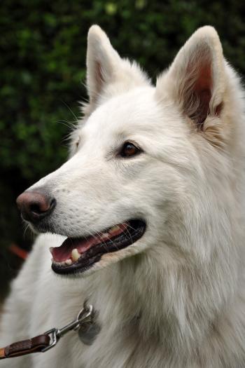 White shepherd dog