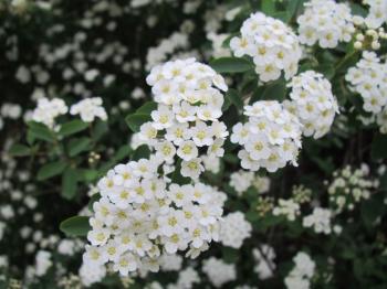 White spring blossoms