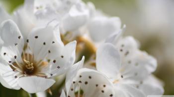 White Spring Flowers, Macro ❤ 4K HD Desktop Wallpaper for 4K Ultra ...