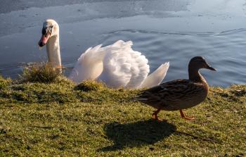 white swan and duck