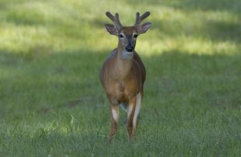 White-Tailed Deer Shed Their Velvet | KRCU