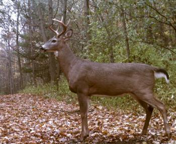 White-tailed Deer (Odocoileus virginianus) | WILD Jaeger